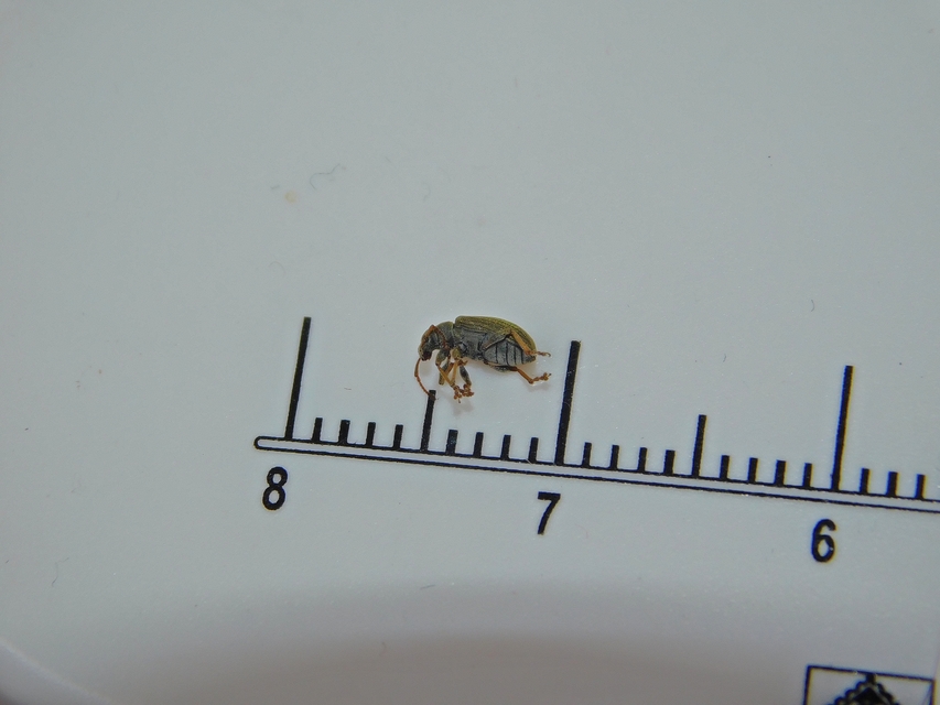 Phyllobius virideaeris - halványzöld levélormányos