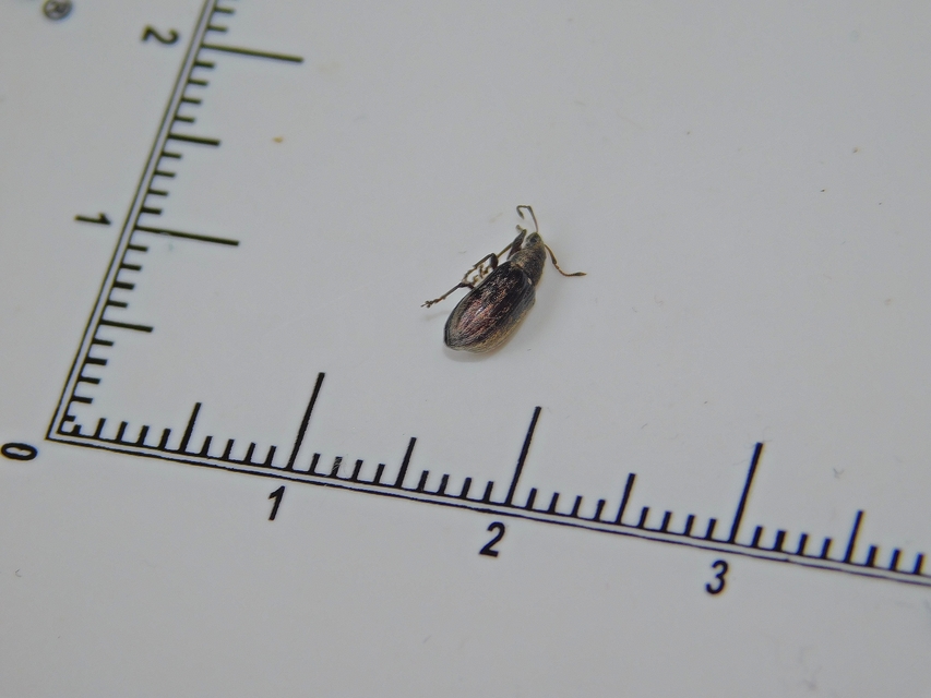 Phyllobius pyri - gyümölcsfa-levélormányos