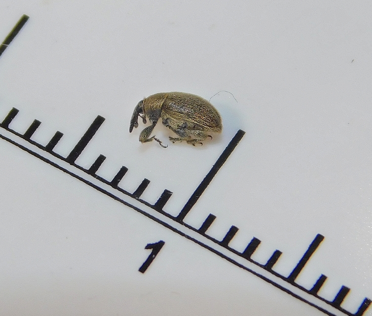 Rhinusa tetra - magtoklakó ökörfarkkóró-ormányos