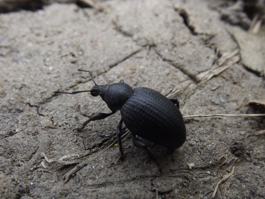 Otiorhynchus catenulatus - gyászos gyalogormányos