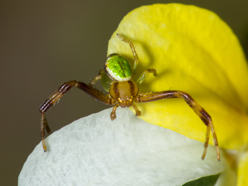 Ebrechtella tricuspidata - alakoskodó karolópók