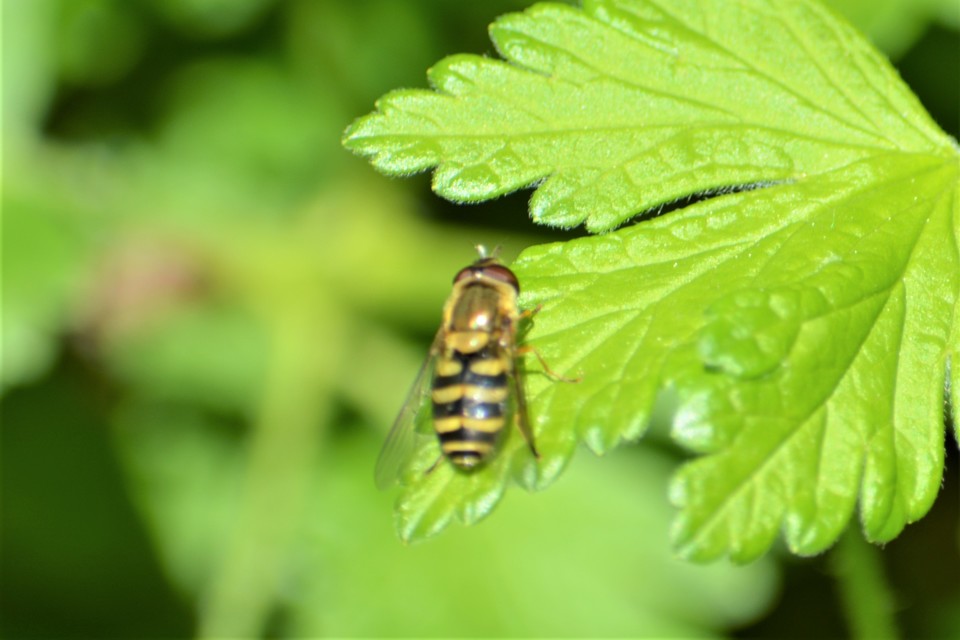 Syrphus
