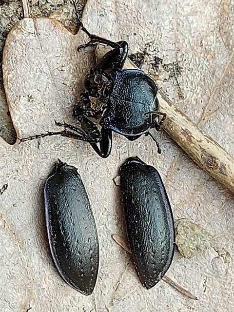 Carabus nemoralis - ligeti futrinka