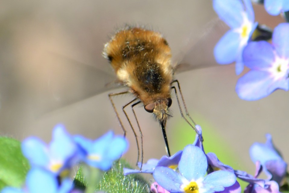 Bombylius major - szegélyes pöszörlégy
