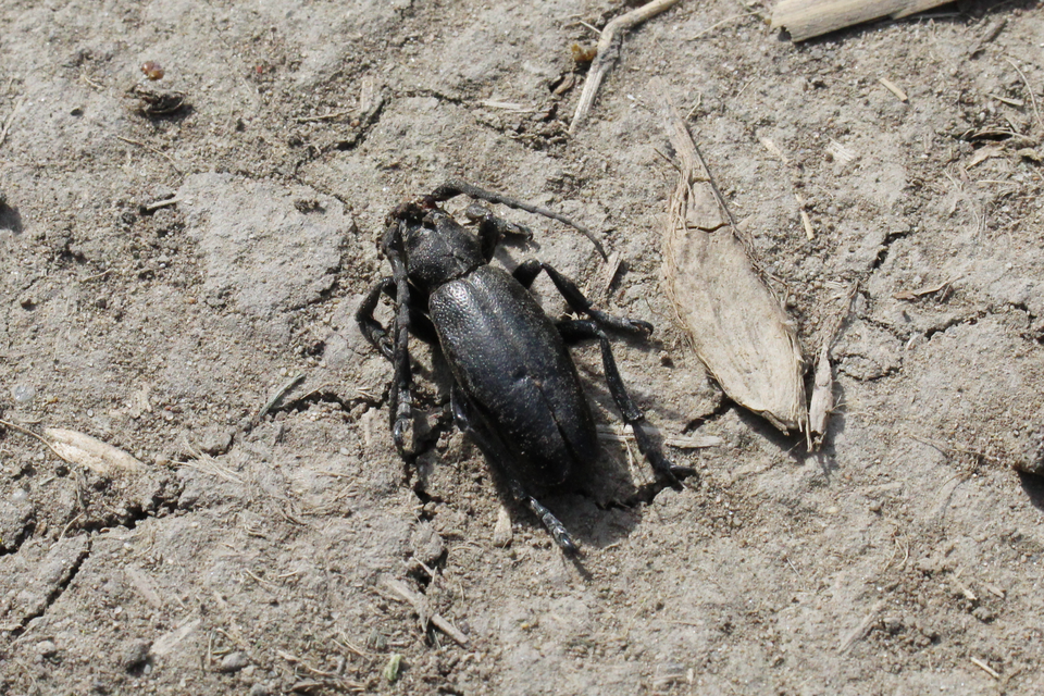 Dorcadion aethiops - fekete gyalogcincér