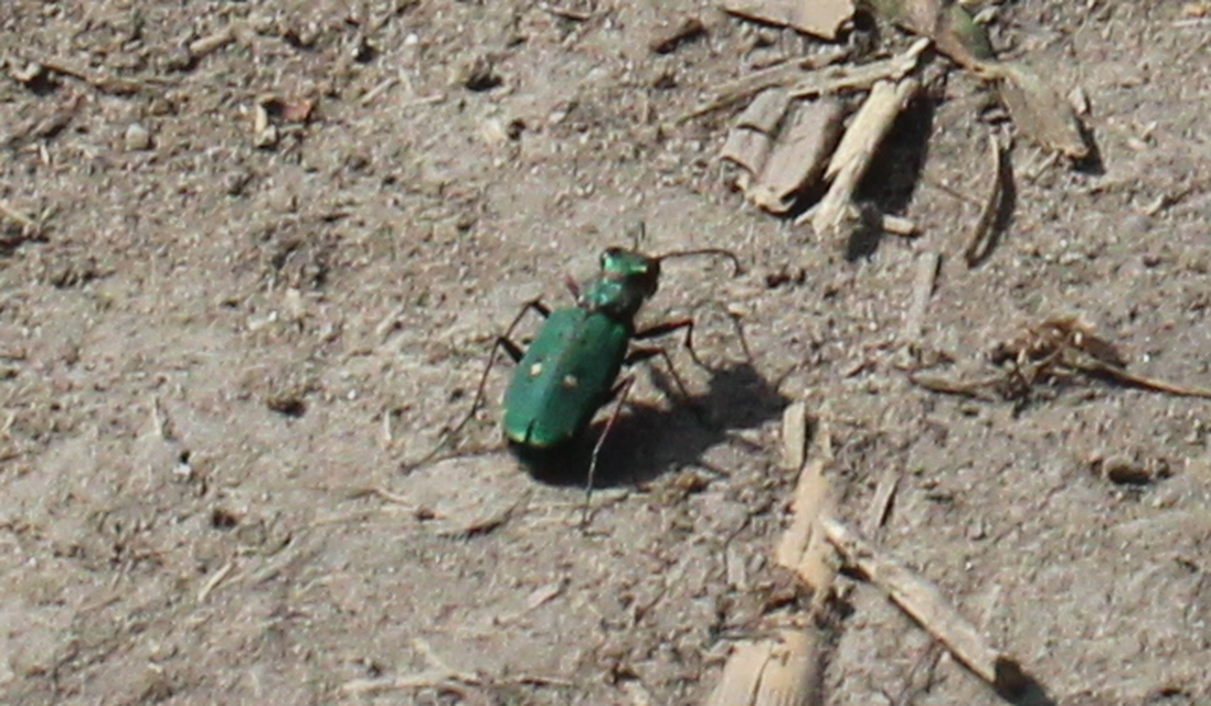 Cicindela campestris - mezei homokfutrinka