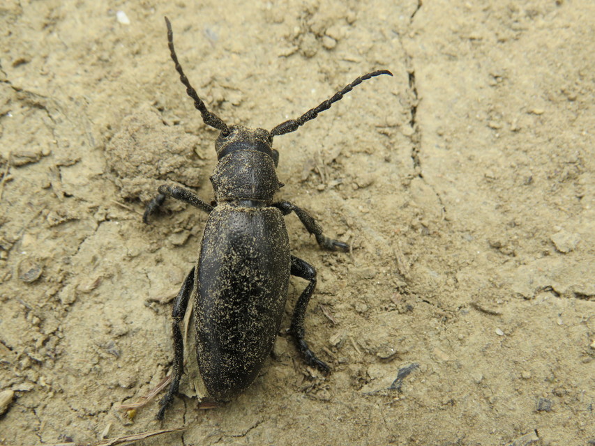 Dorcadion aethiops - fekete gyalogcincér