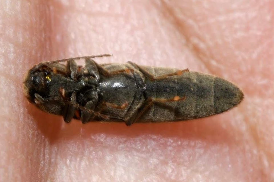 Synaptus filiformis - talpas pattanó