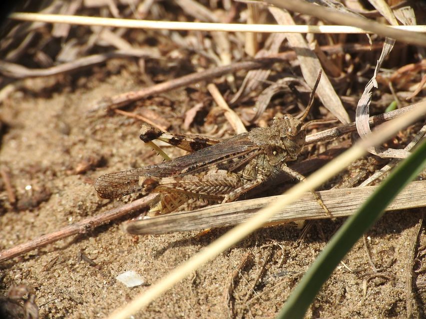 Acrotylus insubricus - önbeásósáska
