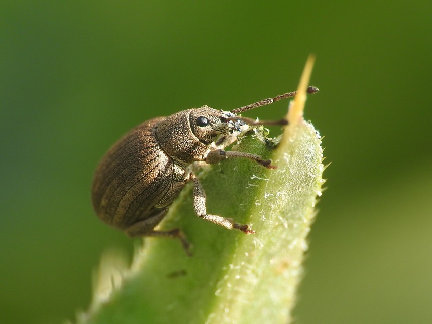 Peritelus familiaris - nagy kendermagbogár