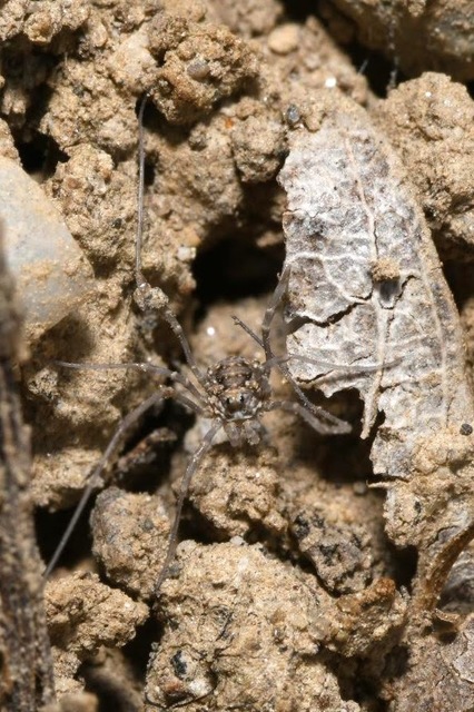Phalangiidae