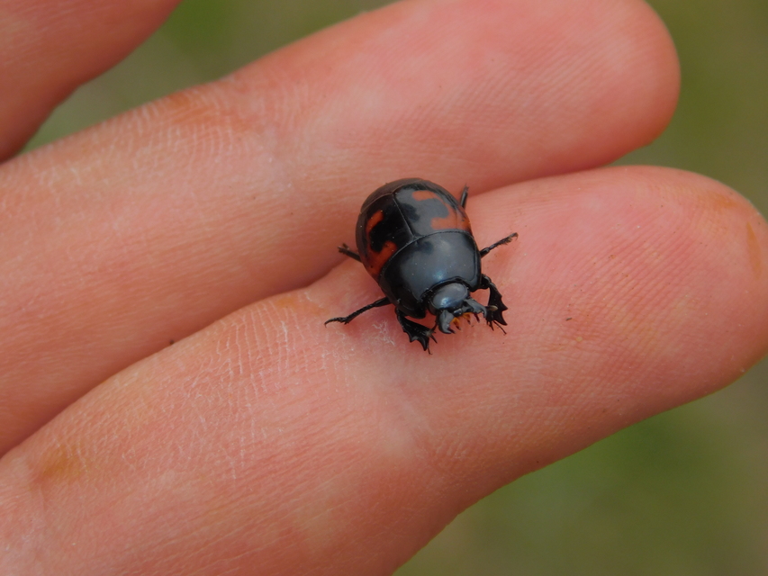 Hister quadrimaculatus - közönséges sutabogár