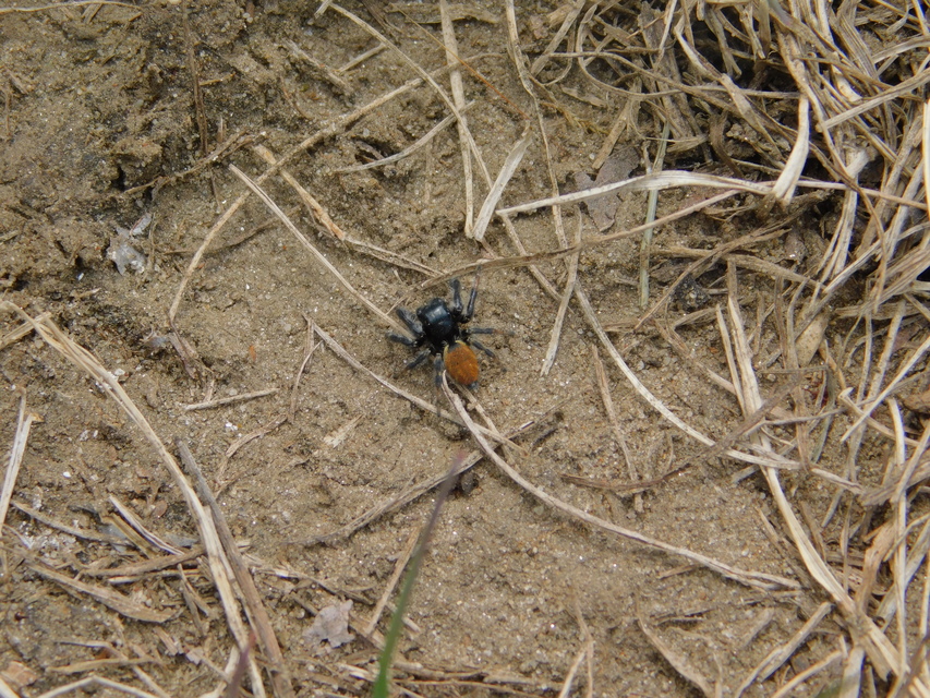 Carrhotus xanthogramma - rozsdás ugrópók