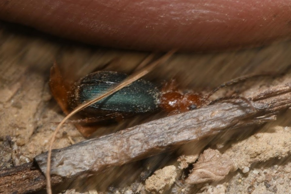 Brachinus crepitans - nagy pöfögőfutrinka