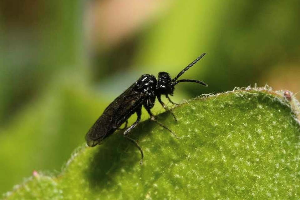 Tenthredinidae - valódi levéldarazsak