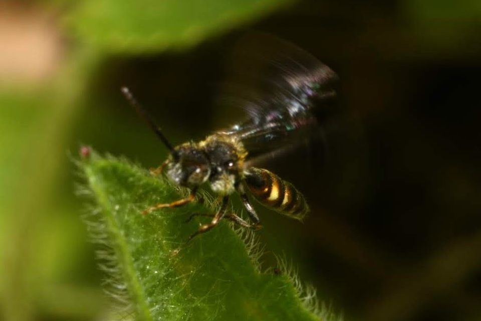 Nomada