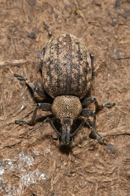 Otiorhynchus ligustici - vincellér-gyalogormányos