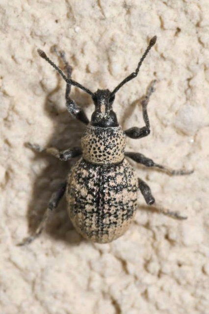 Otiorhynchus chrysostictus - hintett gyalogormányos