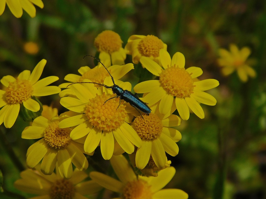 Agapanthia violacea - kék somkórócincér