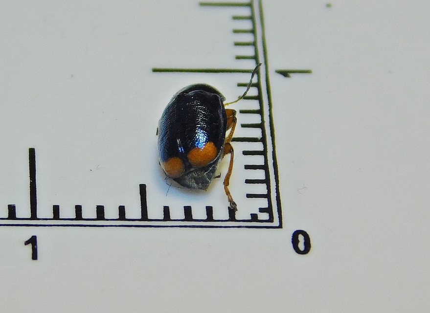 Cryptocephalus schaefferi - lapátlábú zömökbogár