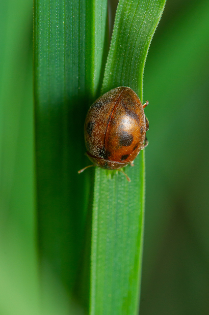 Cynegetis impunctata - pázsitfűböde