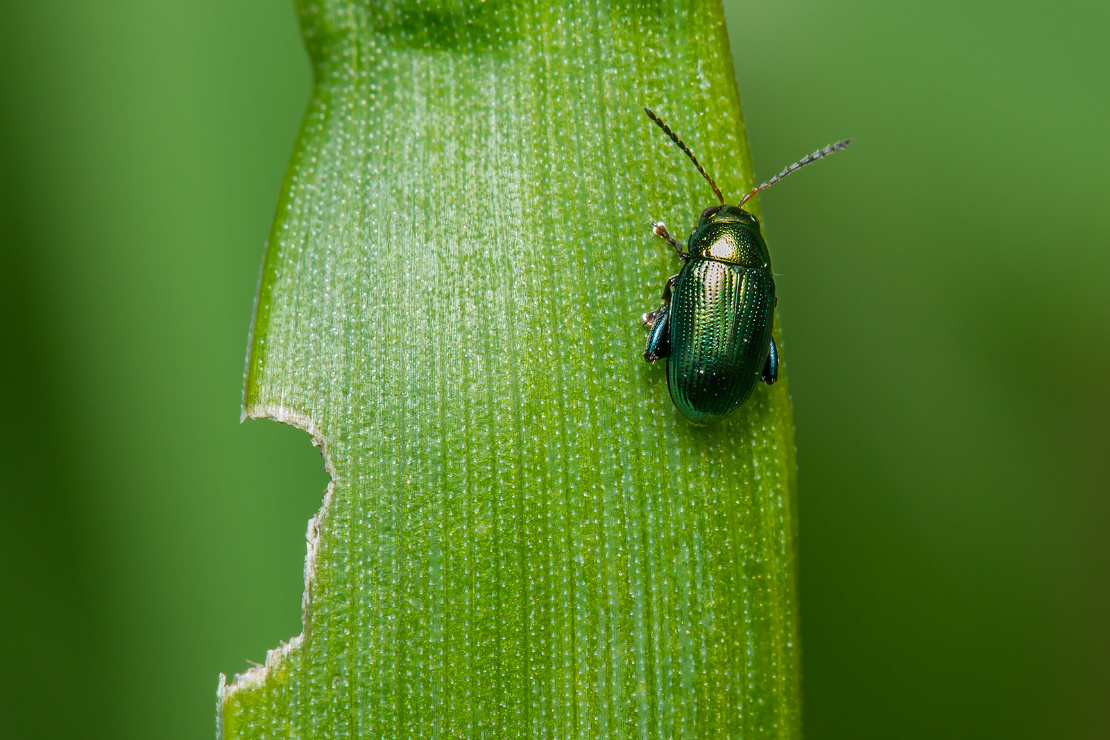 Chaetocnema chlorophana - zöld pázsitfű-földibolha