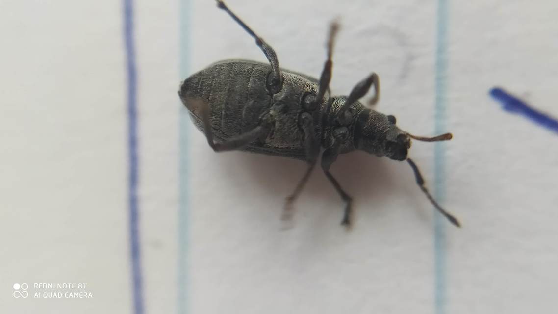 Phyllobius pyri - gyümölcsfa-levélormányos
