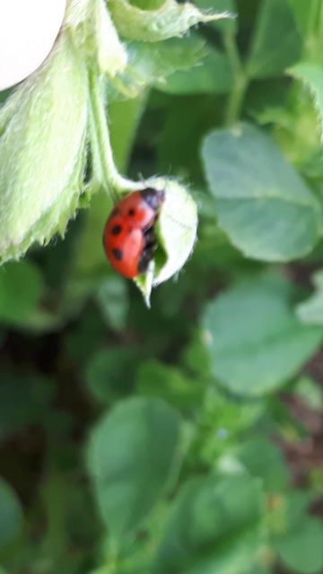 Gonioctena fornicata - közönséges lucernabogár