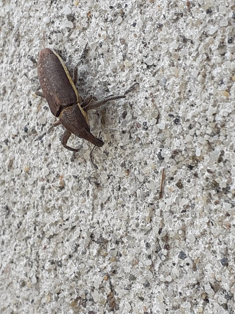 Lixus ochraceus - retek-dudvabarkó