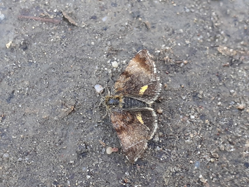 Panemeria tenebrata - apró sárgabagoly