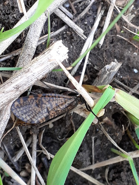 Oligostomis reticulata