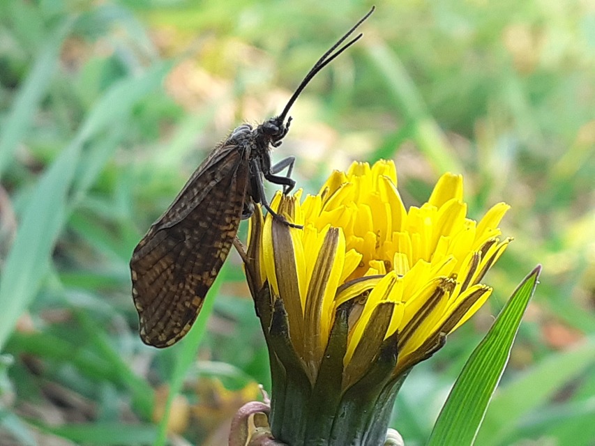 Oligostomis reticulata