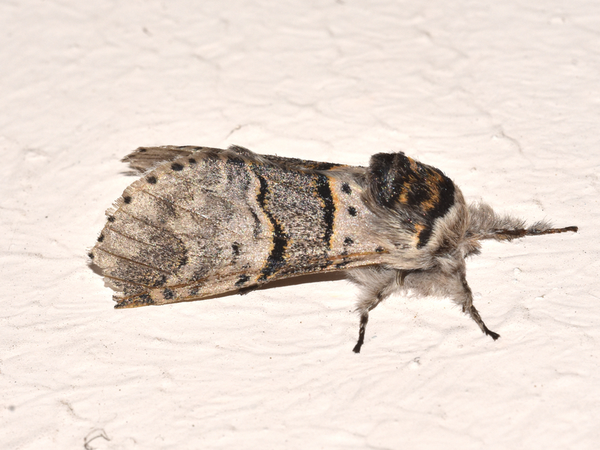 Furcula furcula - szürke púposszövő