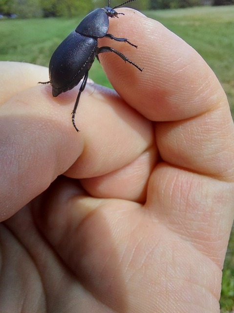 Ablattaria laevigata - sima csigarabló