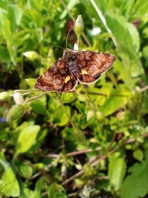 Panemeria tenebrata - apró sárgabagoly