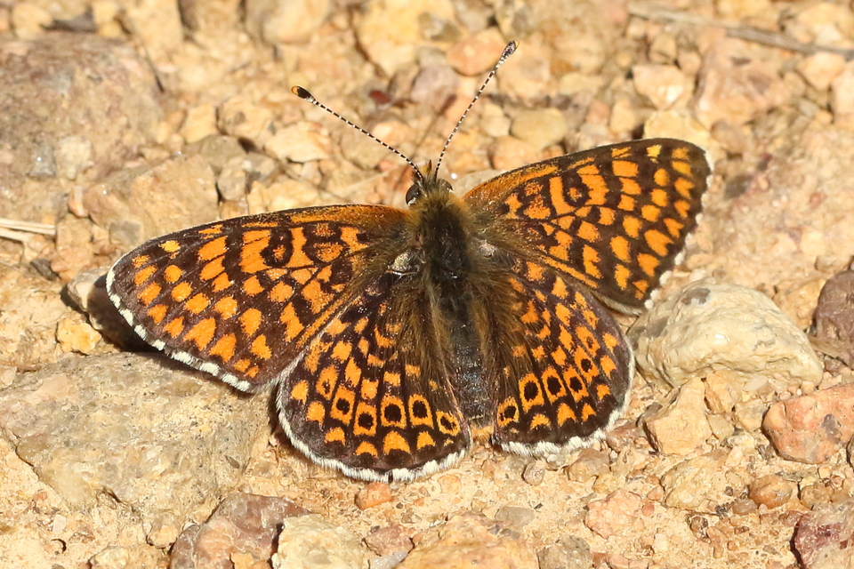 Melitaea cinxia - réti tarkalepke