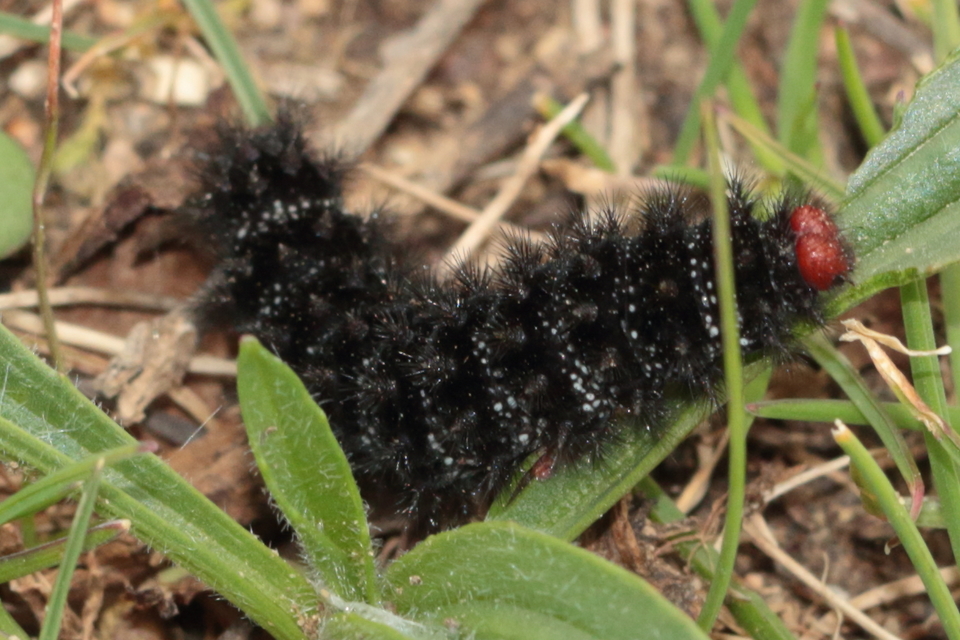 Melitaea cinxia - réti tarkalepke