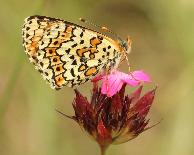 Melitaea cinxia - réti tarkalepke