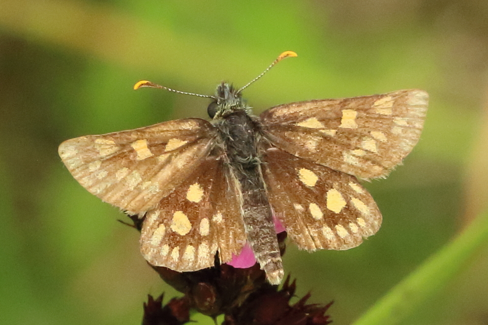 Carterocephalus palaemon - kockás busalepke