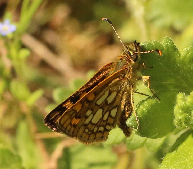 Carterocephalus palaemon - kockás busalepke