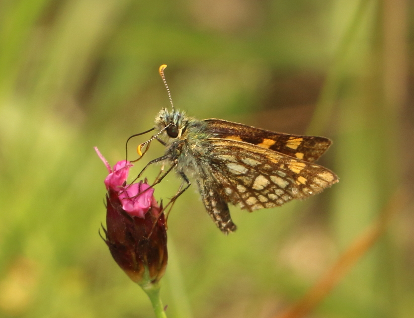 Carterocephalus palaemon - kockás busalepke