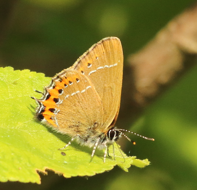 Satyrium pruni - szilvafa-csücsköslepke