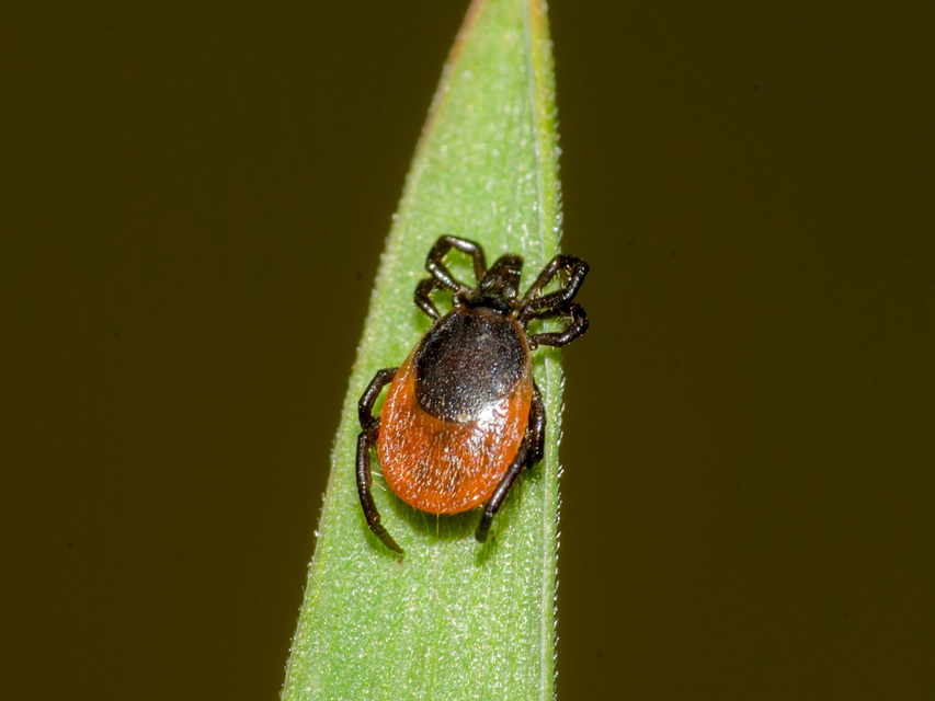 Ixodes