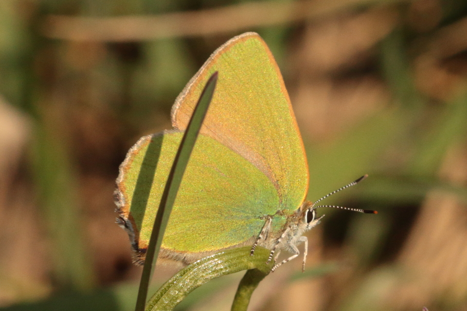 Callophrys rubi - zöldfonákú lepke