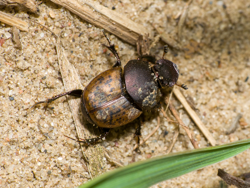 Onthophagus fracticornis - bronzos trágyatúró