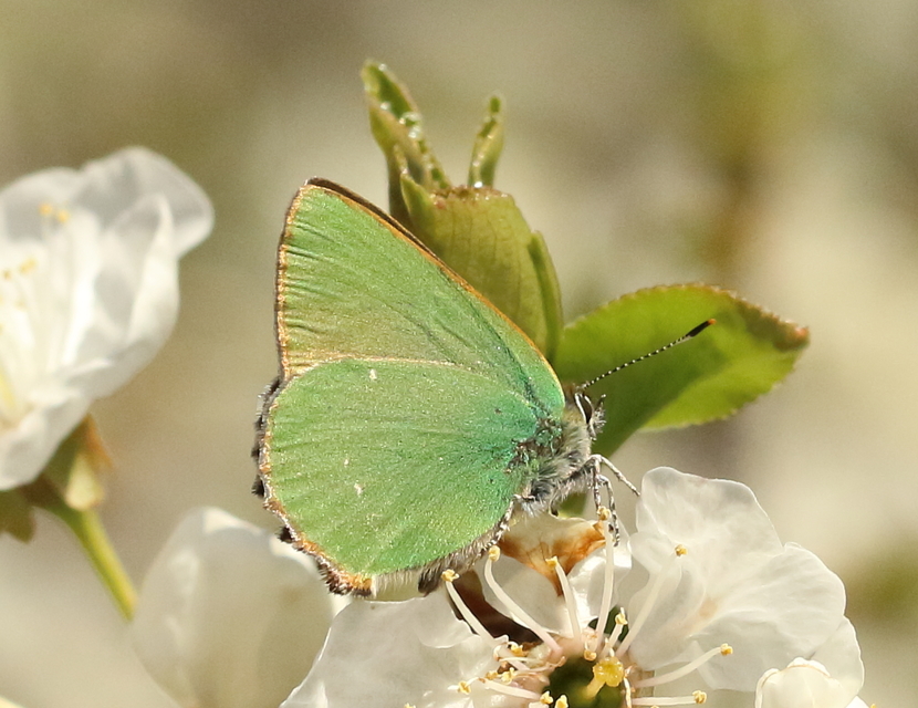 Callophrys rubi - zöldfonákú lepke