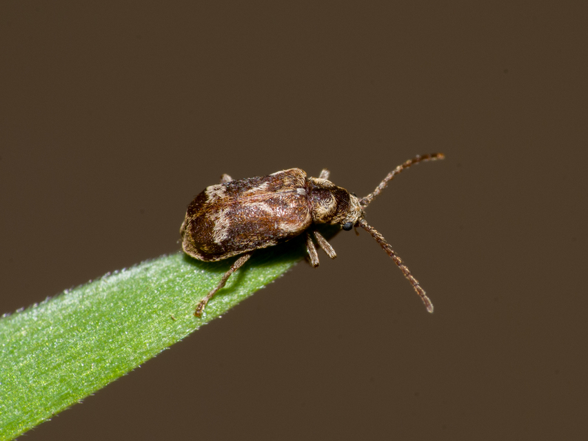 Ptinomorphus imperialis - díszes álszú