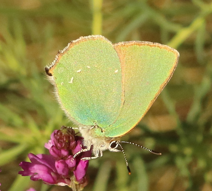 Callophrys rubi - zöldfonákú lepke