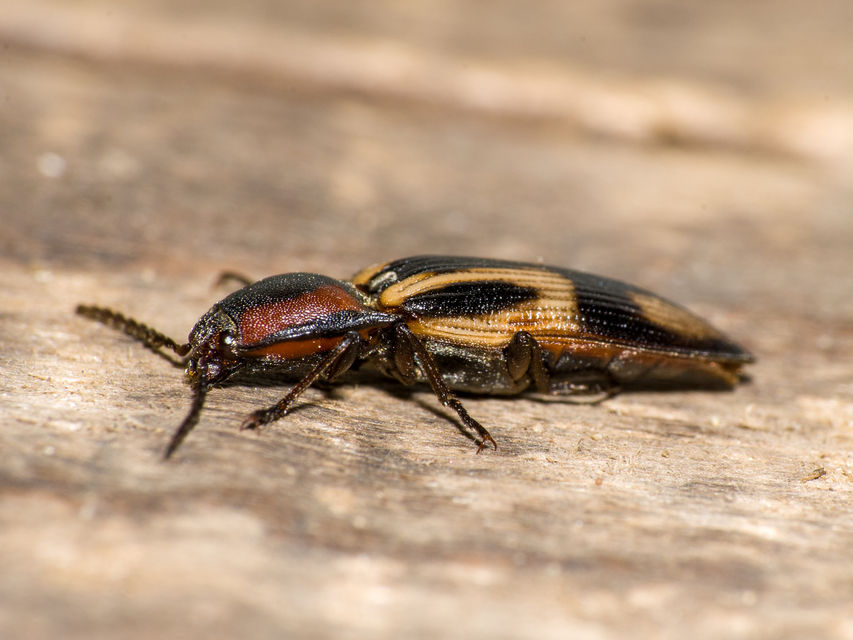 Selatosomus cruciatus - keresztes pattanó