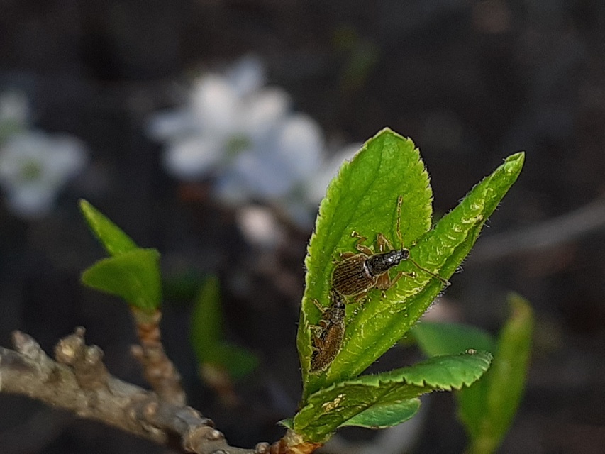 Phyllobius oblongus - közönséges levélormányos